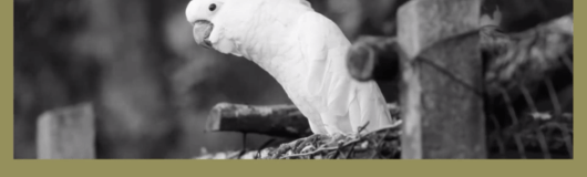 The Birds & The Bees with Vihanna am 14.06.2019 @ Volksgarten Pavillon