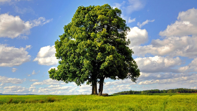1506249985 baum